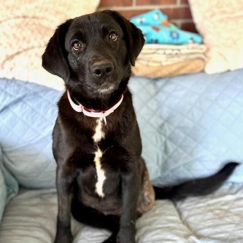 Enlarge Naomi, a ADOPTABLE mixed breed in Unionville, CT image 1/6