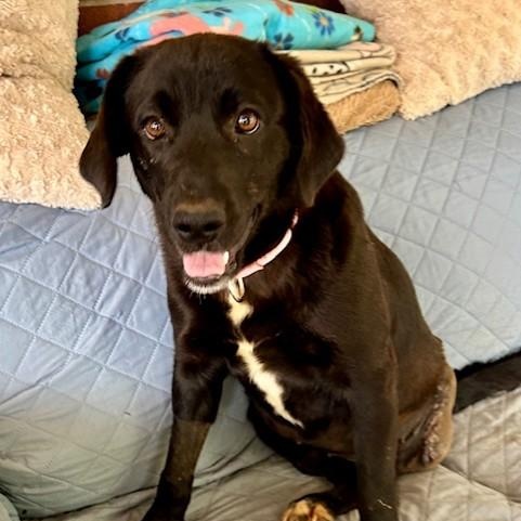 Enlarge Naomi, a ADOPTABLE mixed breed in Unionville, CT image 6/6