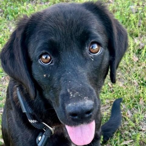 Enlarge Naomi, a ADOPTABLE mixed breed in Simsbury, CT image 2/5