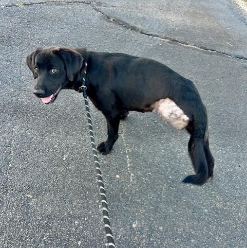 Enlarge Naomi, a ADOPTABLE mixed breed in Simsbury, CT image 3/5