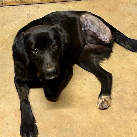 Naomi, ADOPTABLE, Young Female Black Labrador Retriever.