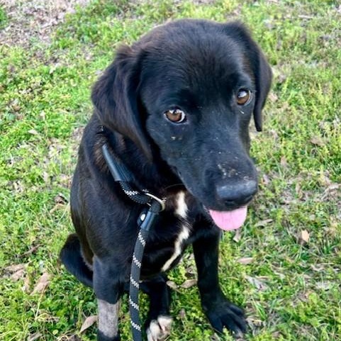 Enlarge Naomi, a ADOPTABLE mixed breed in Simsbury, CT image 4/5