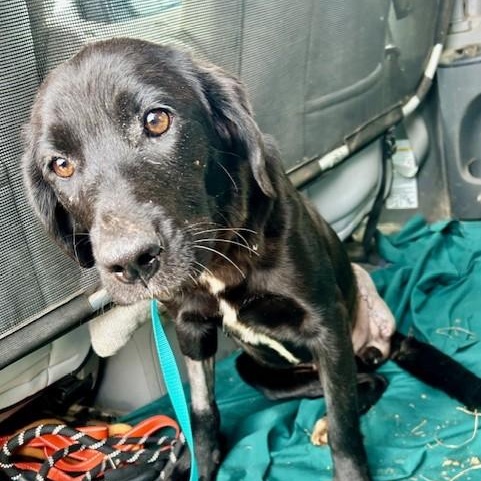 Enlarge Naomi, a ADOPTABLE mixed breed in Simsbury, CT image 5/5