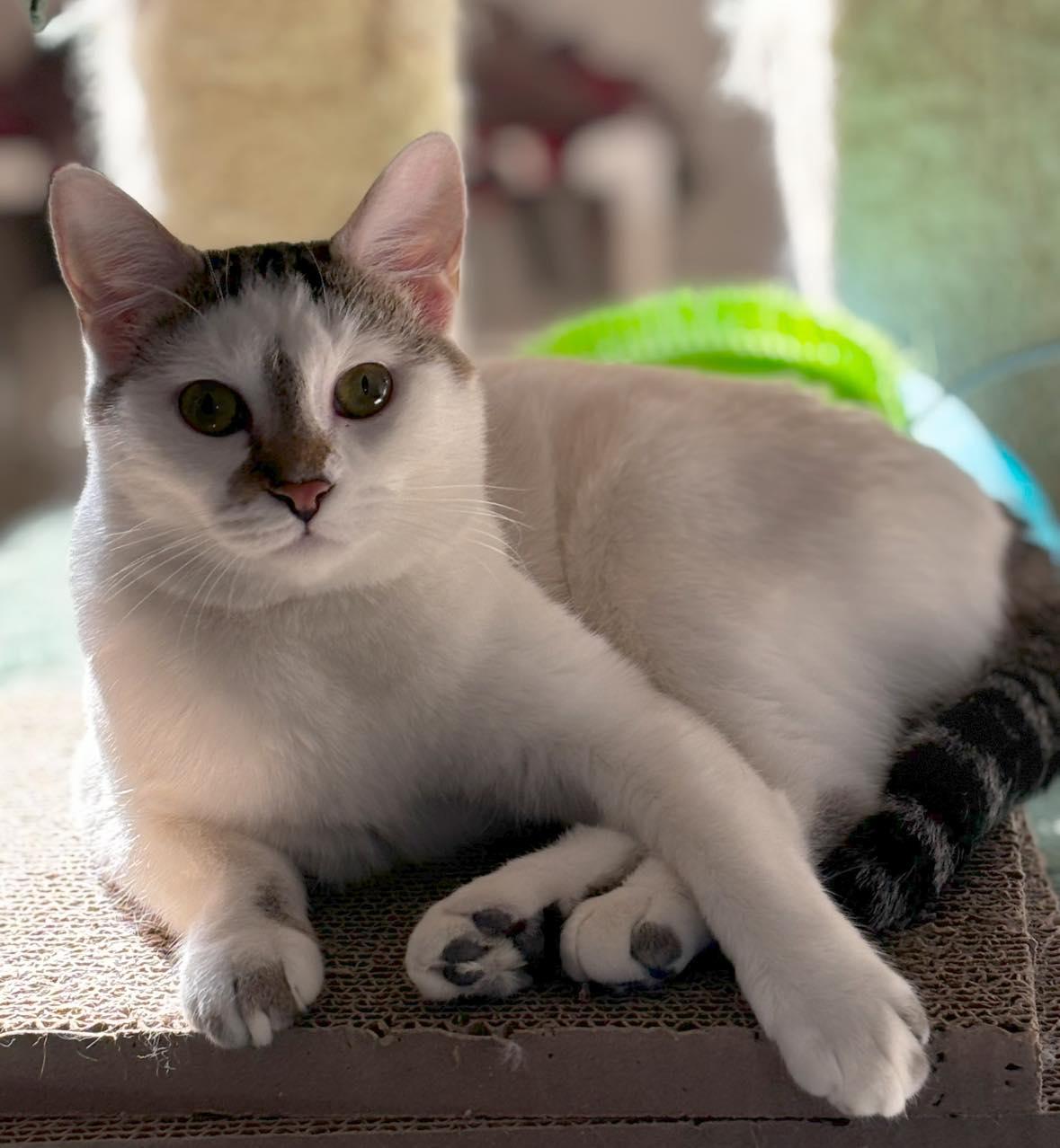 Sabrina, a Adoptable Domestic Short Hair in Helendale, CA image 1/2