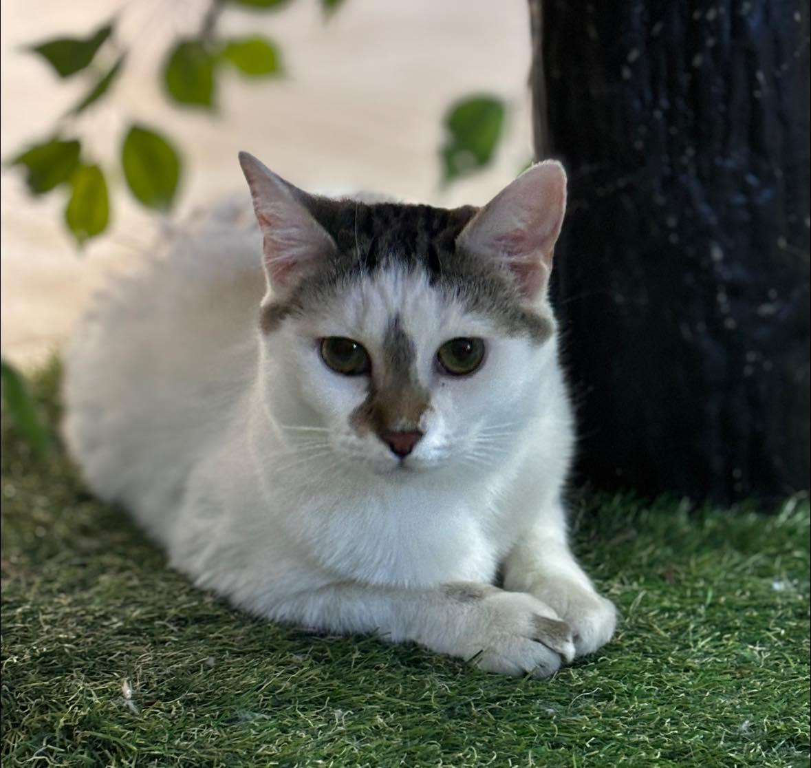 Sabrina, Adoptable, Young Female Domestic Short Hair.