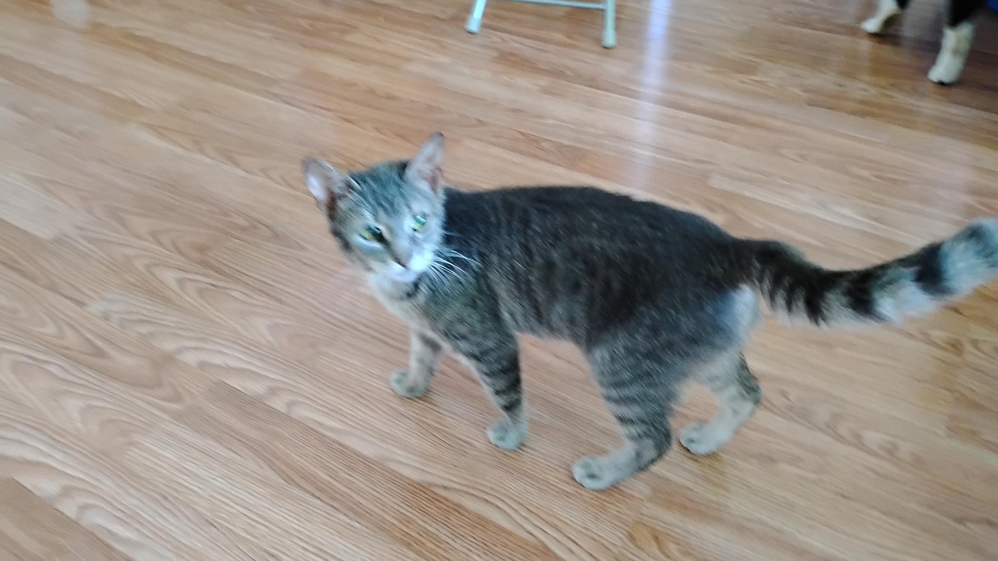 Misty, a ADOPTABLE Domestic Short Hair in Ottawa, ON image 2/3