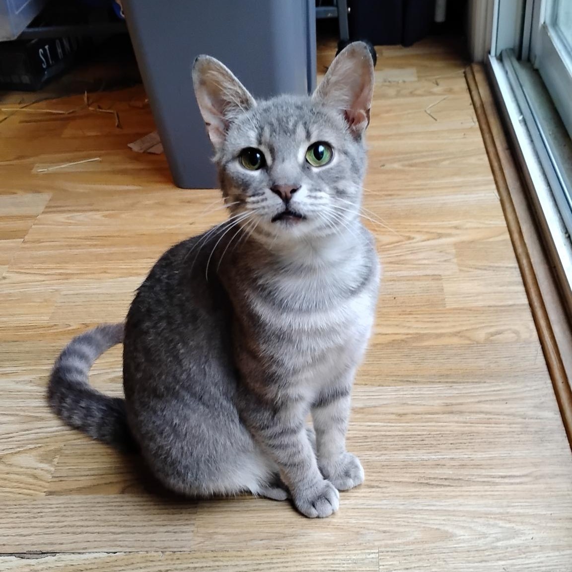 Misty, ADOPTABLE, Young Female Domestic Short Hair.