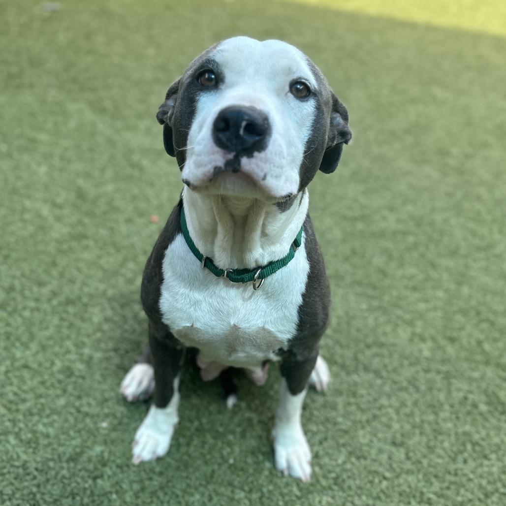Heart, a Adoptable Pit Bull Terrier in Greensboro, NC image 1/6