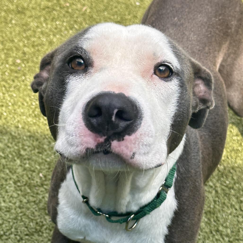 Heart, a Adoptable Pit Bull Terrier in Greensboro, NC image 2/6