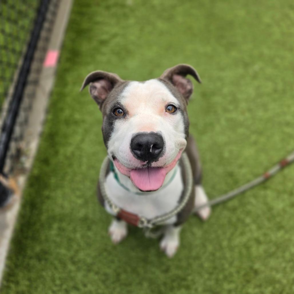 Heart, a Adoptable Pit Bull Terrier in Greensboro, NC image 3/6