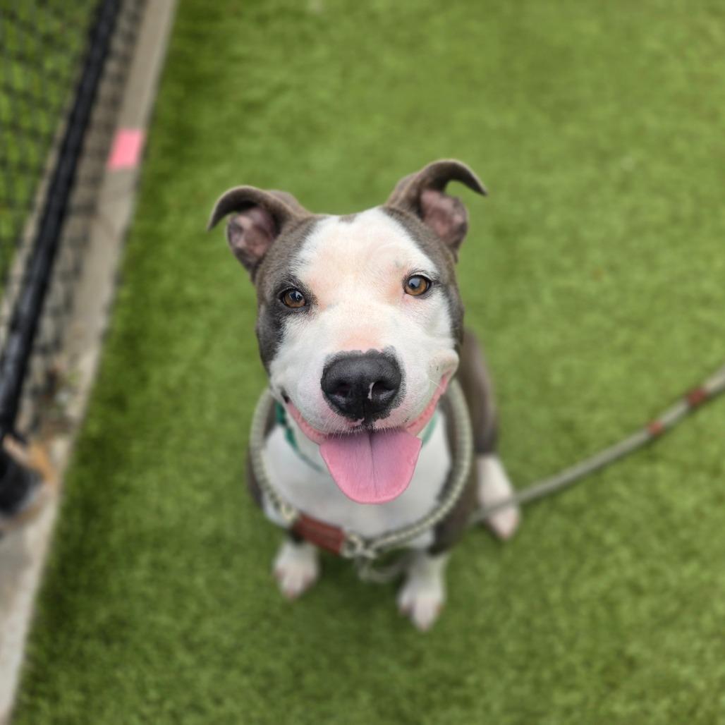 Heart, a Adoptable Pit Bull Terrier in Greensboro, NC image 4/6