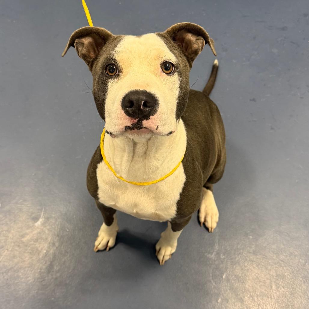Heart, a Adoptable Pit Bull Terrier in Greensboro, NC image 5/6