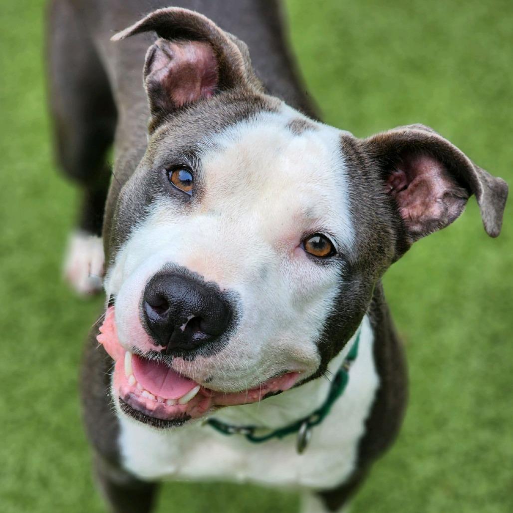 Enlarge Heart, a Adoptable Pit Bull Terrier in Greensboro, NC image 6/6