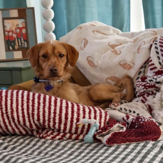 Bruce Anthony, Adoptable, Adult Male Terrier.