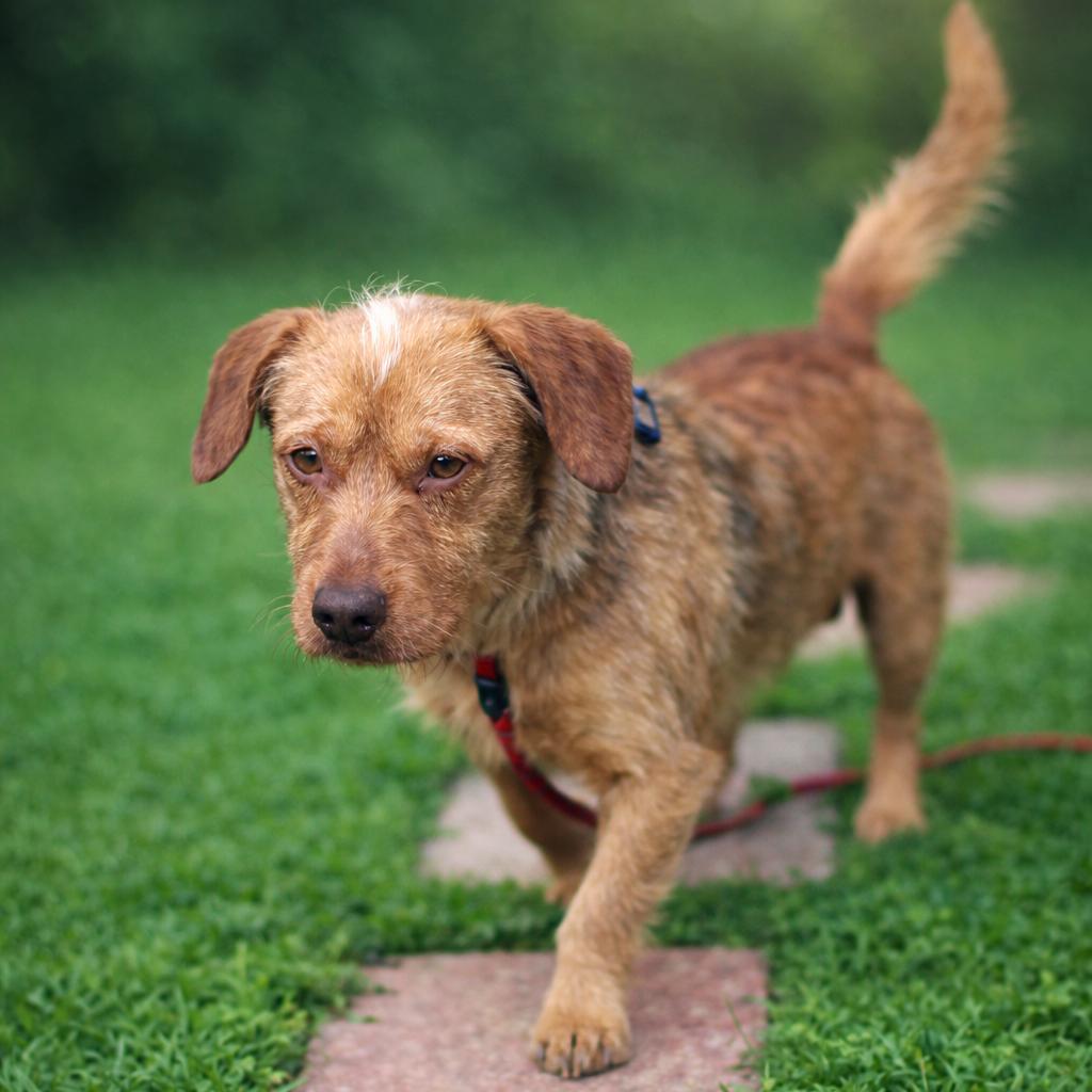 Enlarge Bruce Anthony, a Adoptable Terrier in Gulfport, MS image 2/6