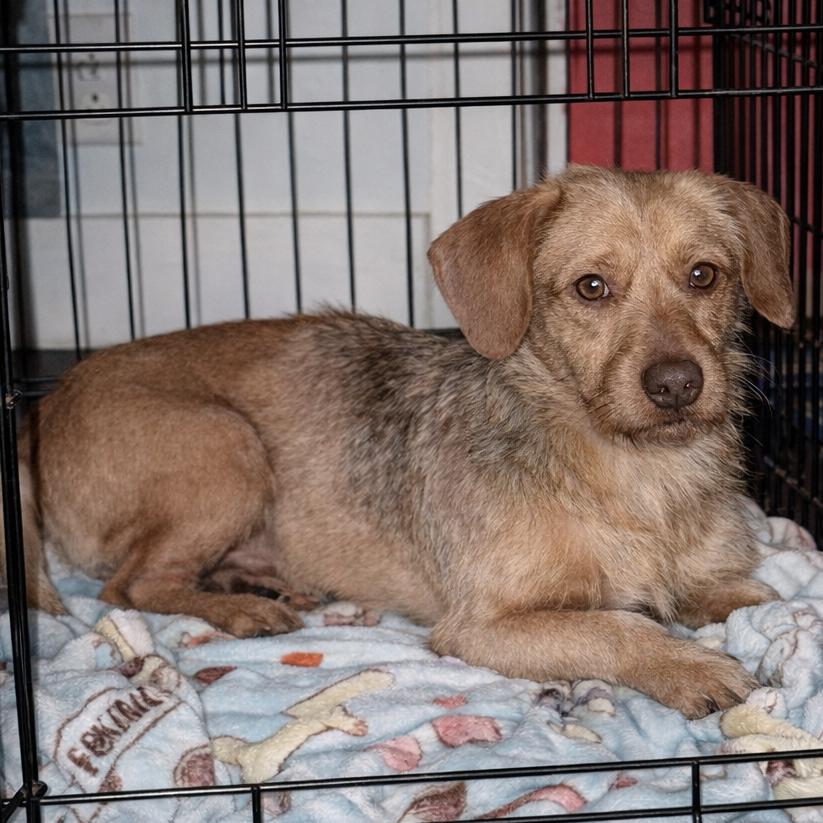 Enlarge Bruce Anthony, a Adoptable Terrier in Gulfport, MS image 3/6