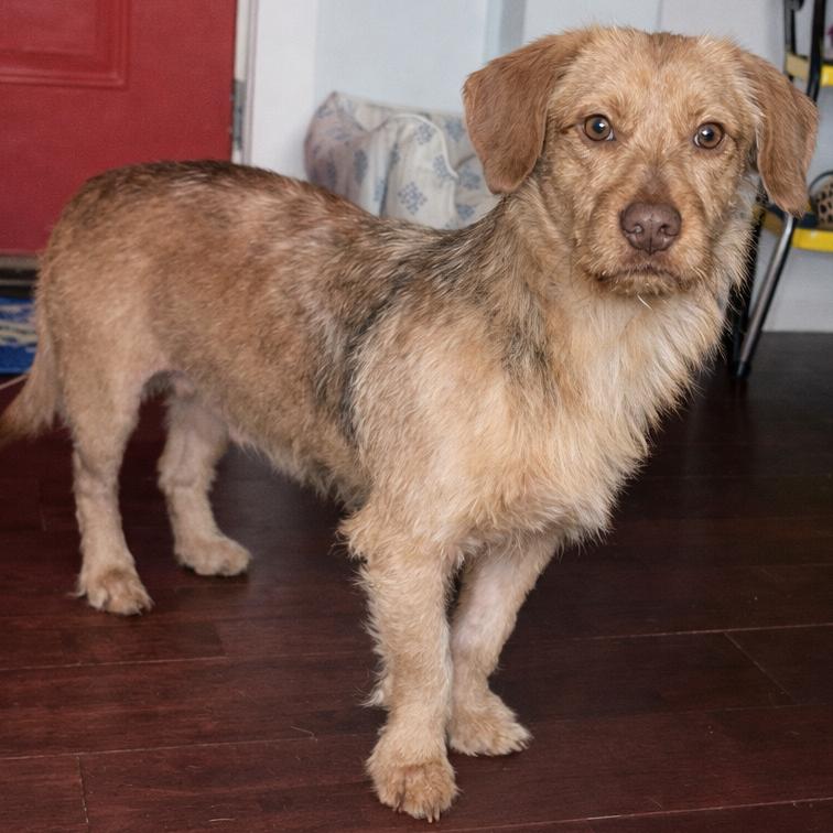 Enlarge Bruce Anthony, a Adoptable Terrier in Gulfport, MS image 4/6