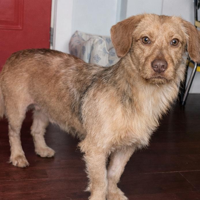 Enlarge Bruce Anthony, a Adoptable Terrier in Gulfport, MS image 5/6