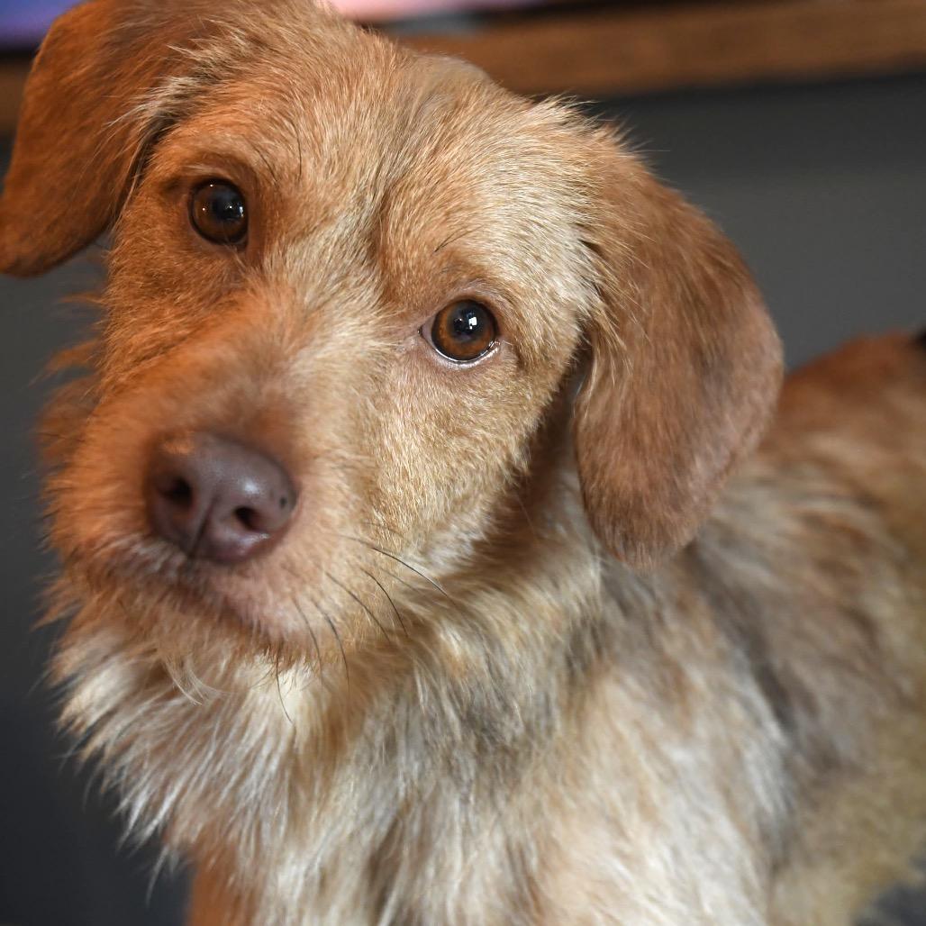 Enlarge Bruce Anthony, a Adoptable Terrier in Gulfport, MS image 5/6