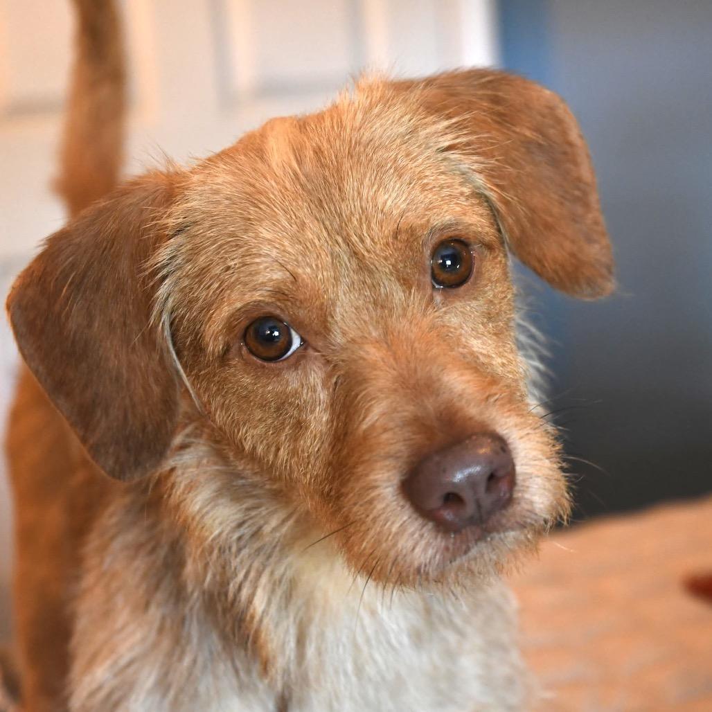 Bruce Anthony, a Adoptable Terrier in Gulfport, MS image 5/6
