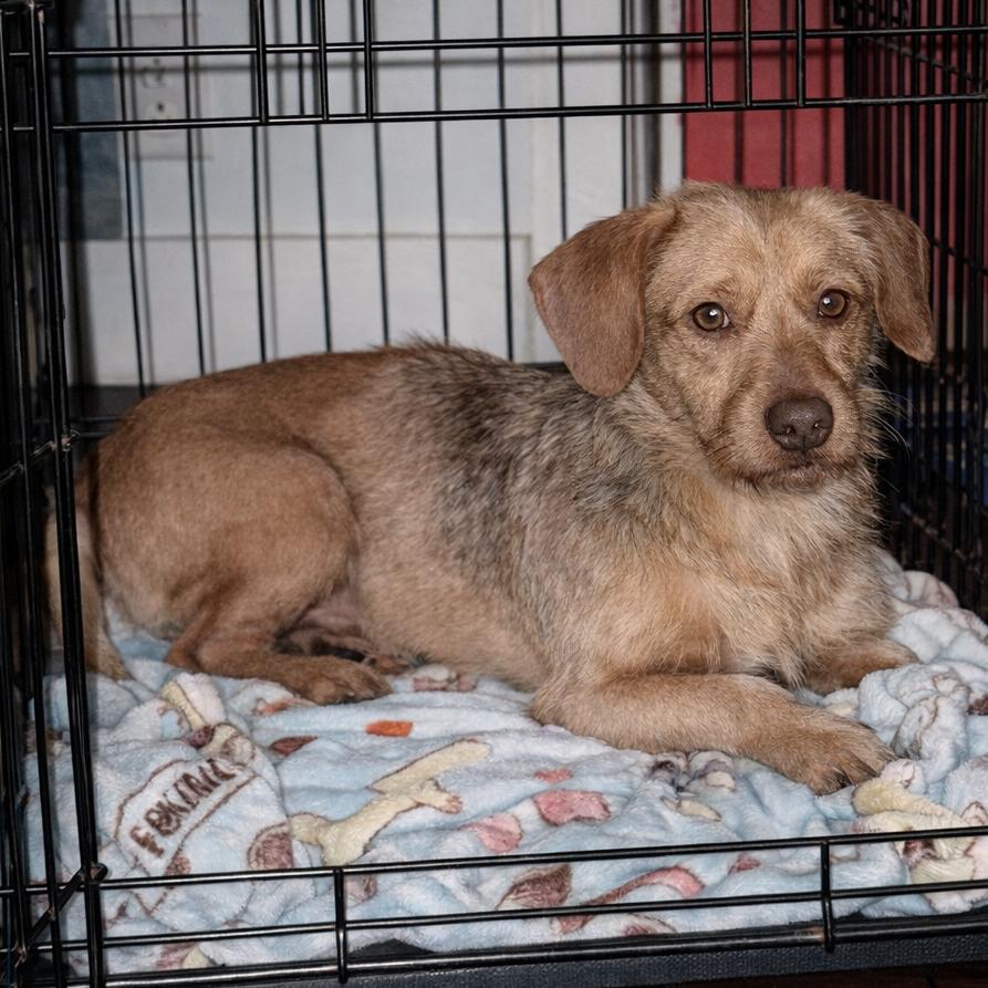Enlarge Bruce Anthony, a Adoptable Terrier in Gulfport, MS image 6/6