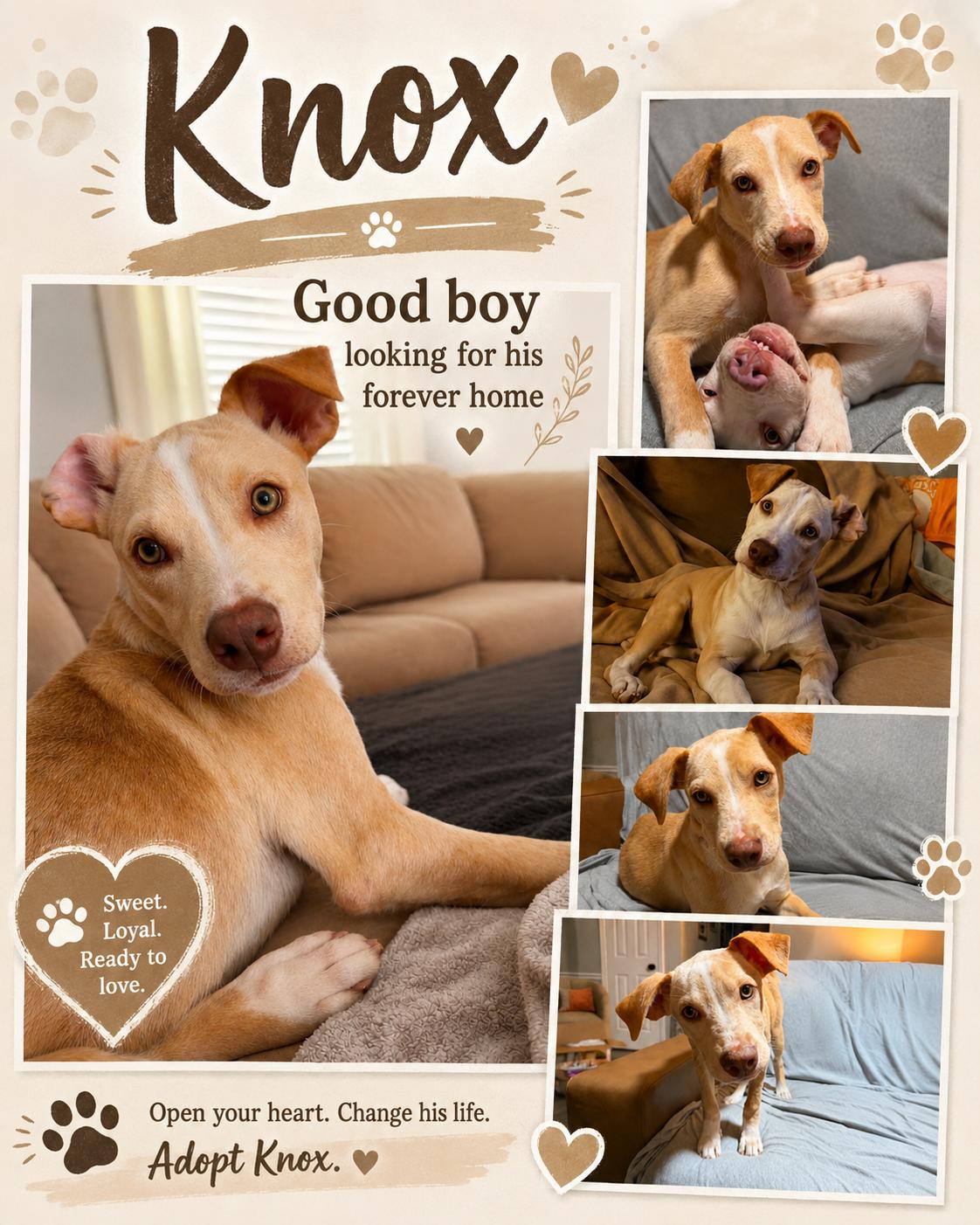Knox, ADOPTABLE, Young Male Labrador Retriever & Terrier.
