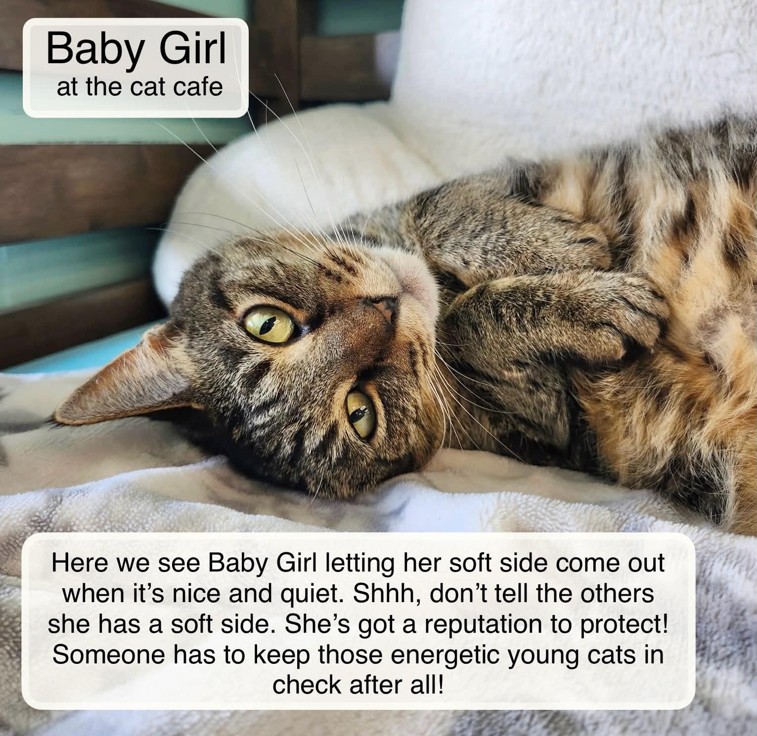 Enlarge Baby Girl at Luna Cat Collective, a Adoptable Domestic Short Hair in Ellicott City, MD image 1/6