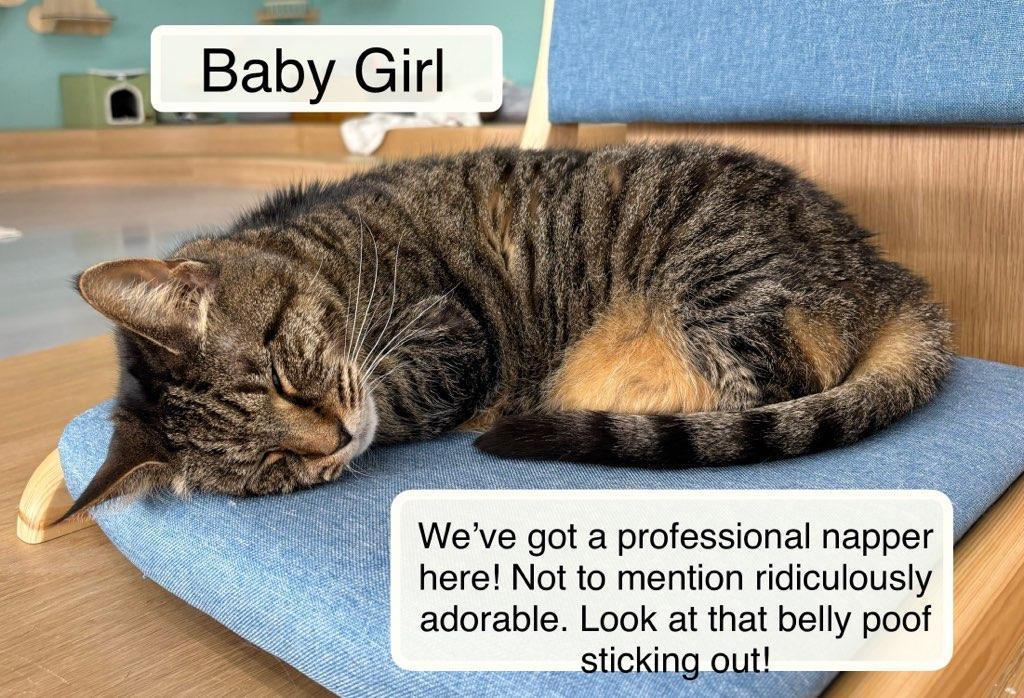 Enlarge Baby Girl at Luna Cat Collective, a ADOPTABLE Domestic Short Hair in Ellicott City, MD image 2/4