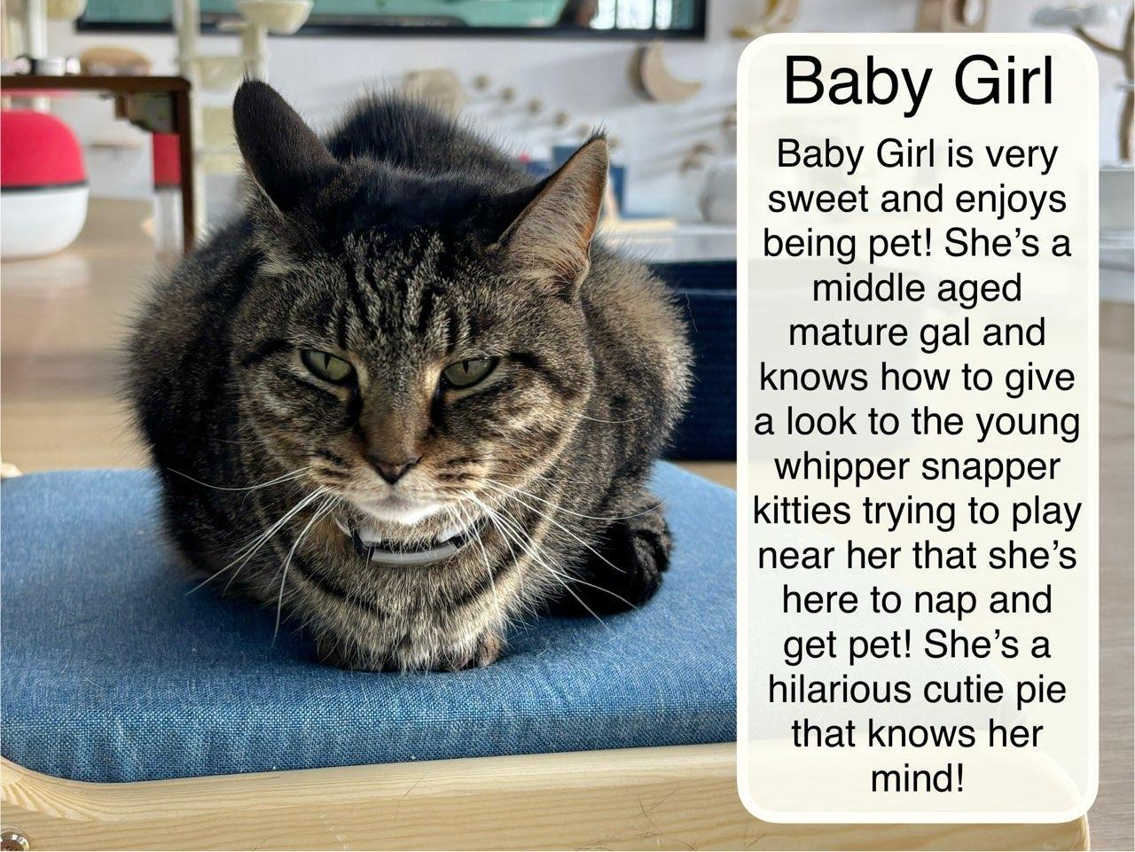 Baby Girl at Luna Cat Collective, ADOPTABLE, Senior Female Domestic Short Hair.