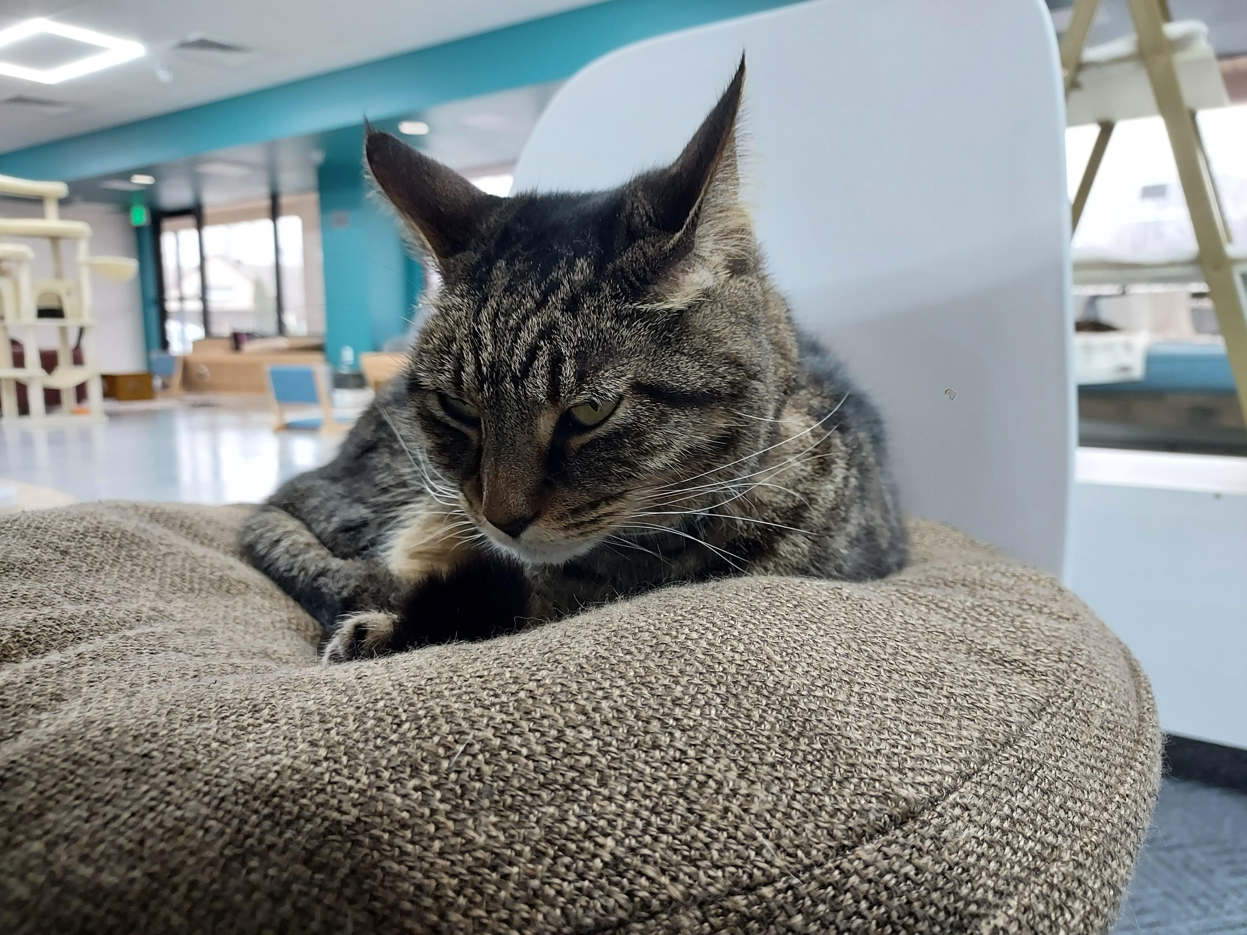 Enlarge Baby Girl at Luna Cat Collective, a ADOPTABLE Domestic Short Hair in Ellicott City, MD image 4/4