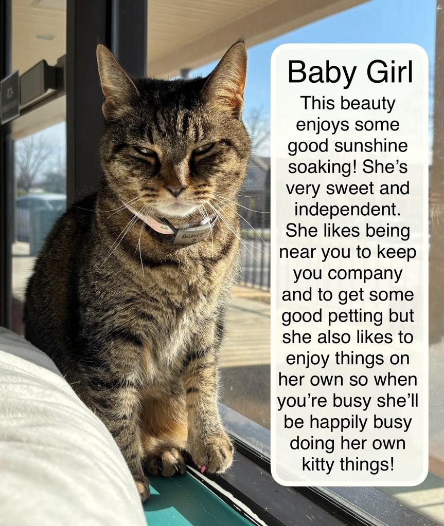 Enlarge Baby Girl at Luna Cat Collective, a ADOPTABLE Domestic Short Hair in Ellicott City, MD image 3/4