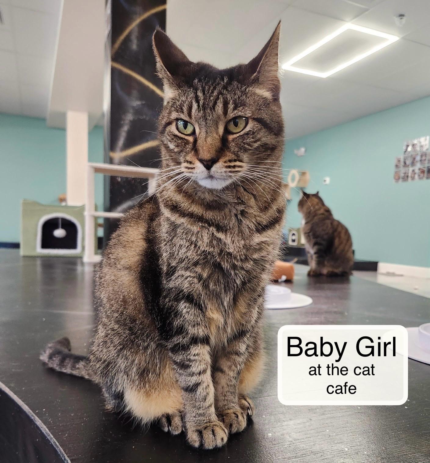 Enlarge Baby Girl at Luna Cat Collective, a ADOPTABLE Domestic Short Hair in Ellicott City, MD image 1/5