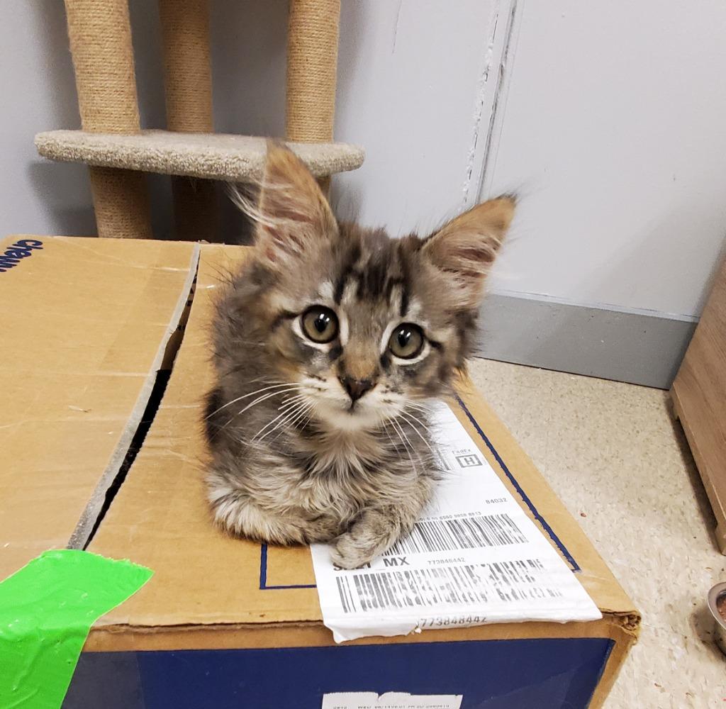 Duke, Adoptable, Kitten Female Domestic Short Hair.