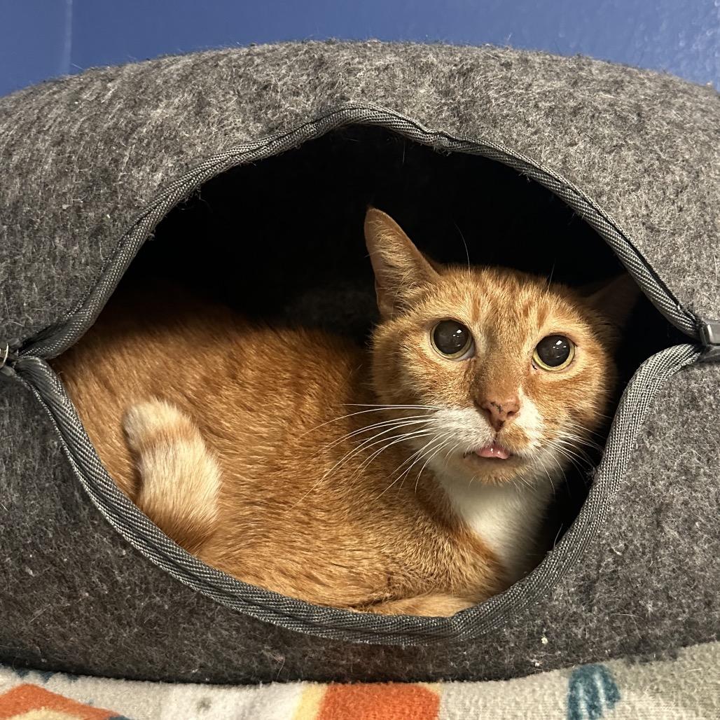 Cheeto, Adoptable, Adult Male Domestic Short Hair.