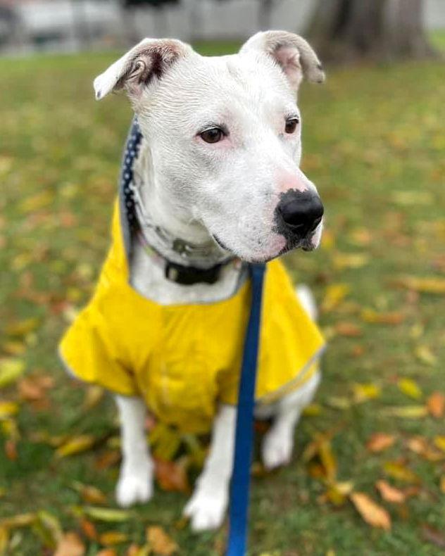 Brie, a Adoptable Pit Bull Terrier in Corona, CA image 1/3