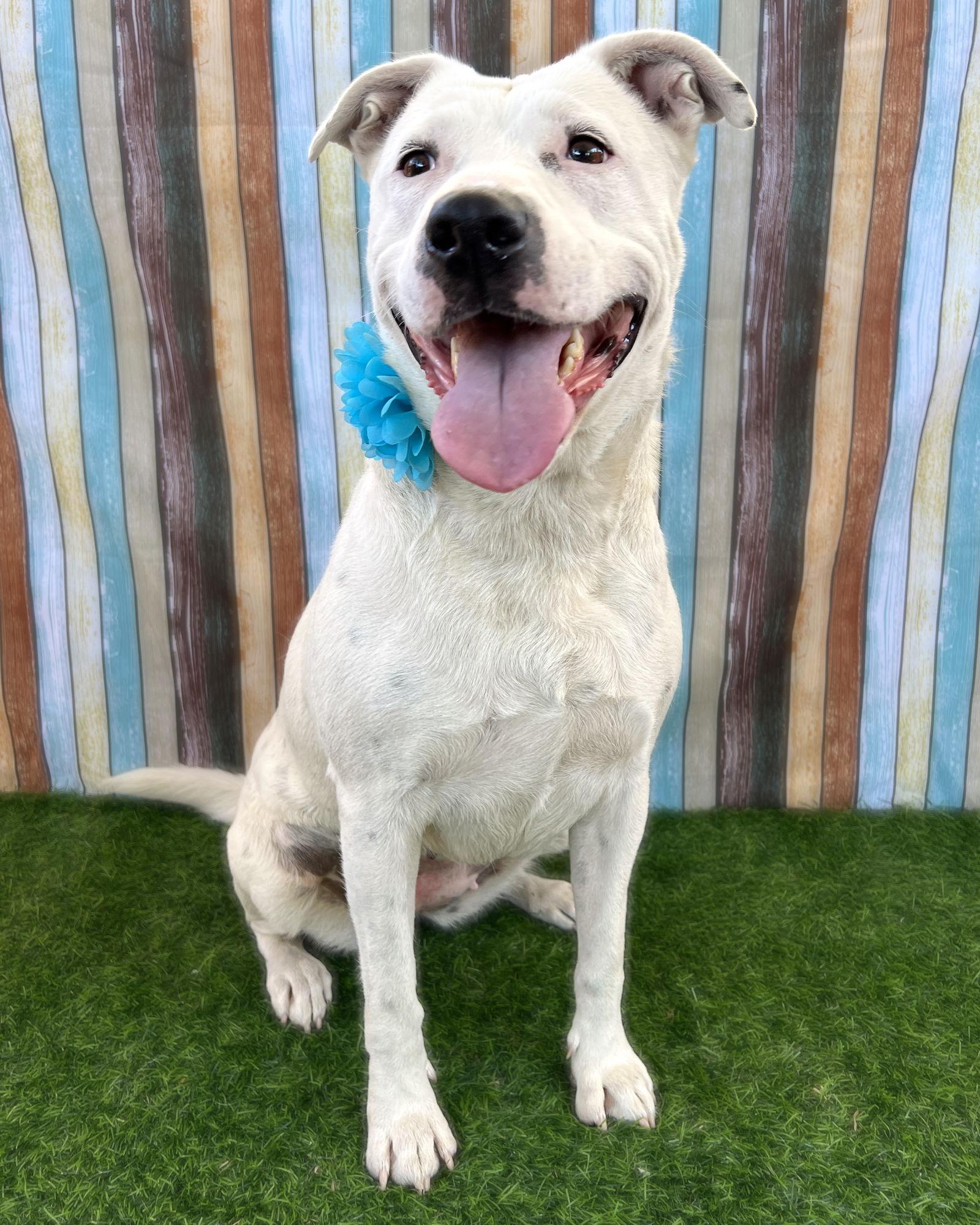 Brie, a Adoptable Pit Bull Terrier in Corona, CA image 3/3