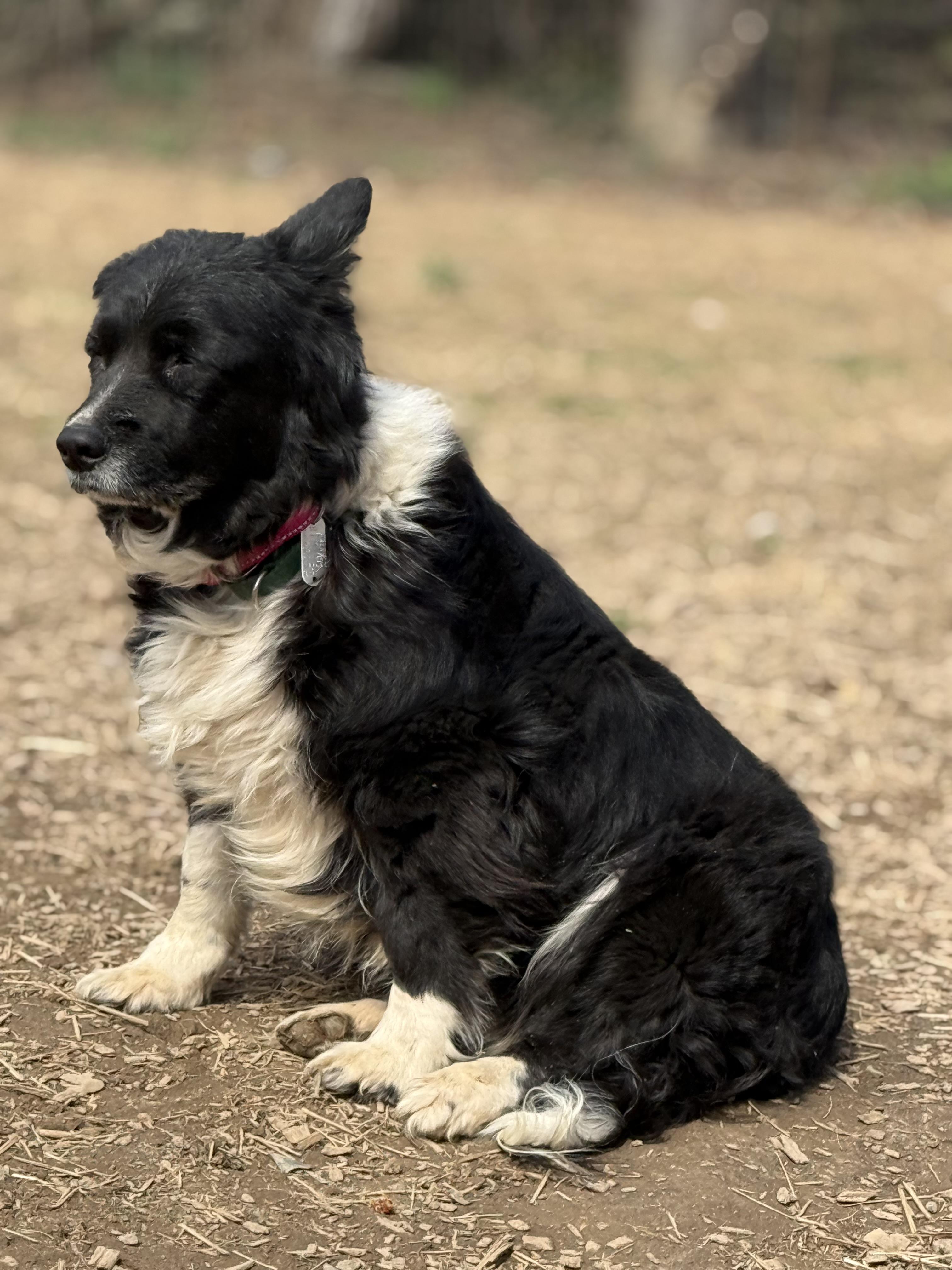 Enlarge Rosie (was Rosco), a ADOPTABLE Border Collie in Chestertown, MD image 1/2