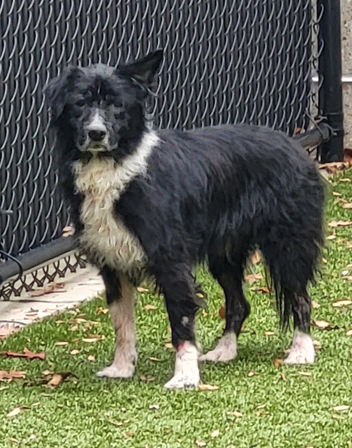 Rosco, ADOPTABLE, Senior Male Border Collie.