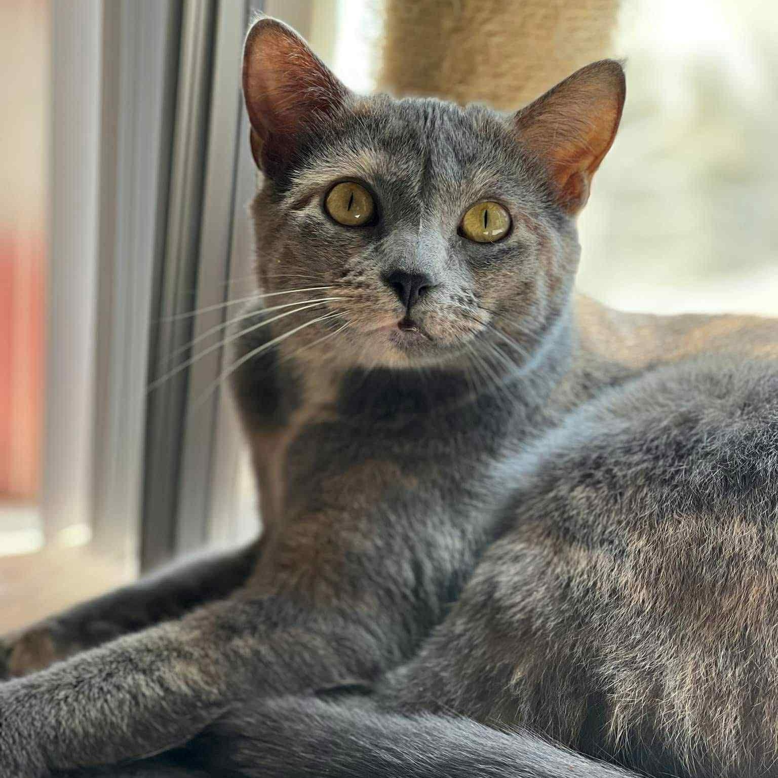 Enlarge Buttercup, a Adoptable Domestic Short Hair in Sedalia, MO image 3/5