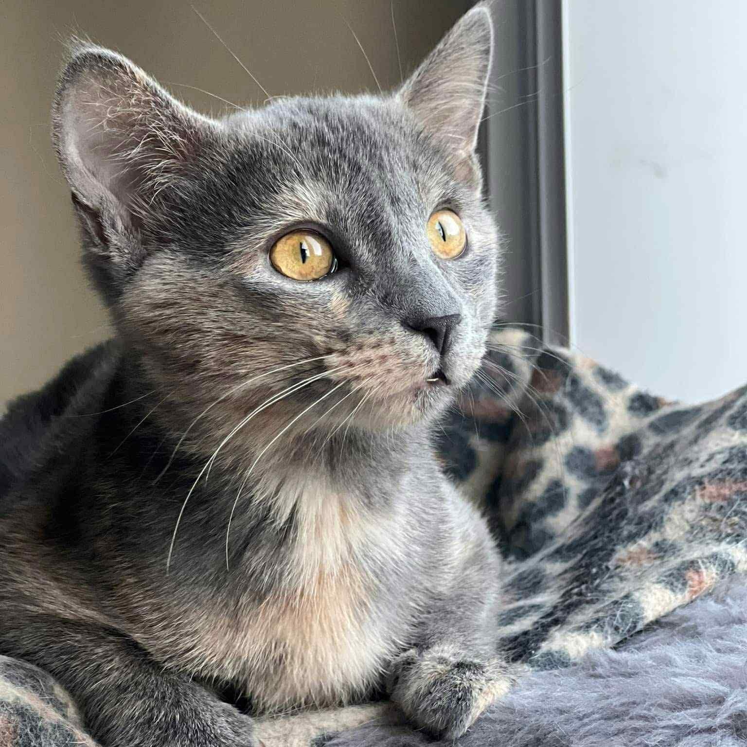 Enlarge Buttercup, a Adoptable Domestic Short Hair in Sedalia, MO image 2/5