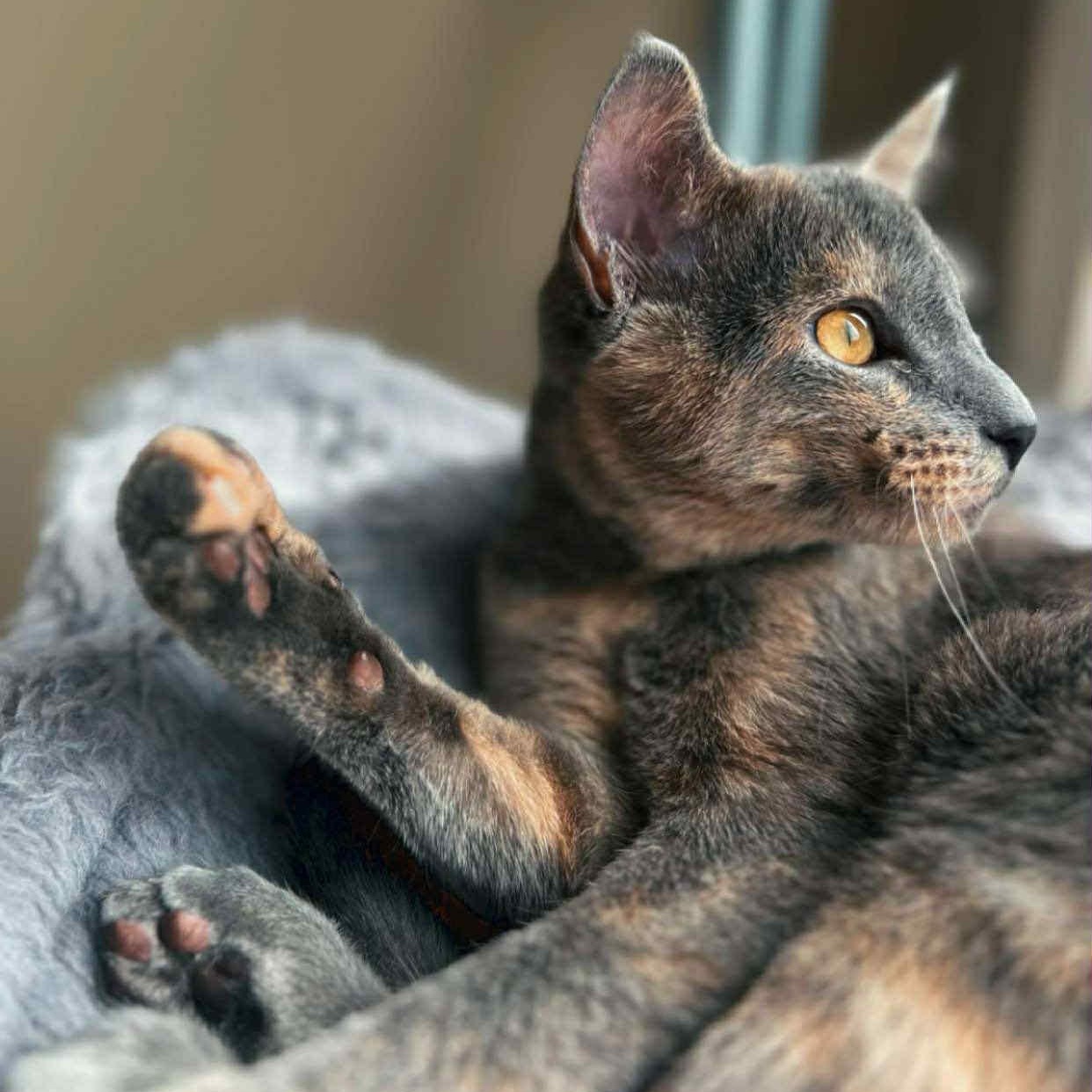 Enlarge Buttercup, a Adoptable Domestic Short Hair in Sedalia, MO image 4/5
