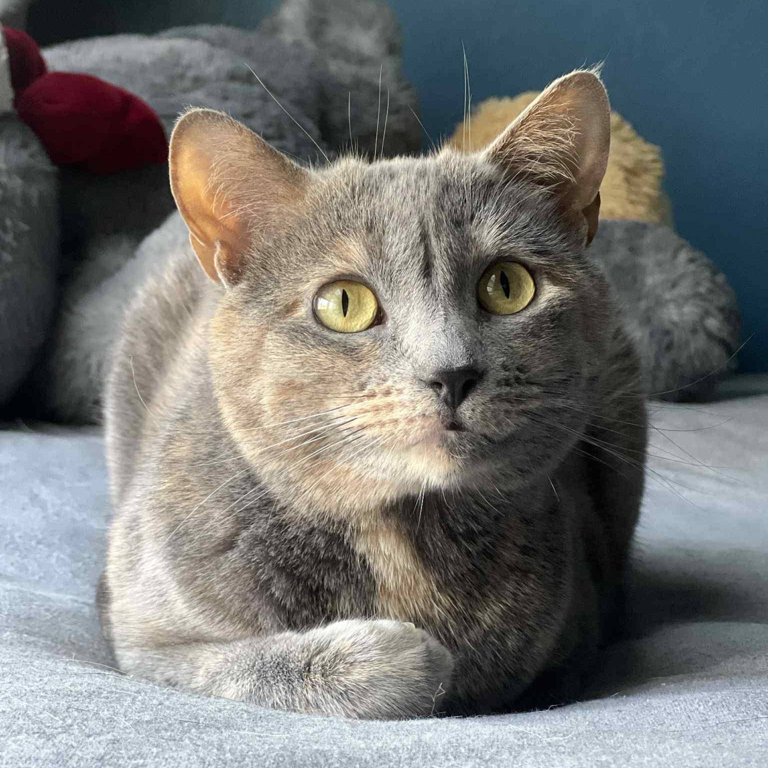 Buttercup, Adoptable, Adult Female Domestic Short Hair.