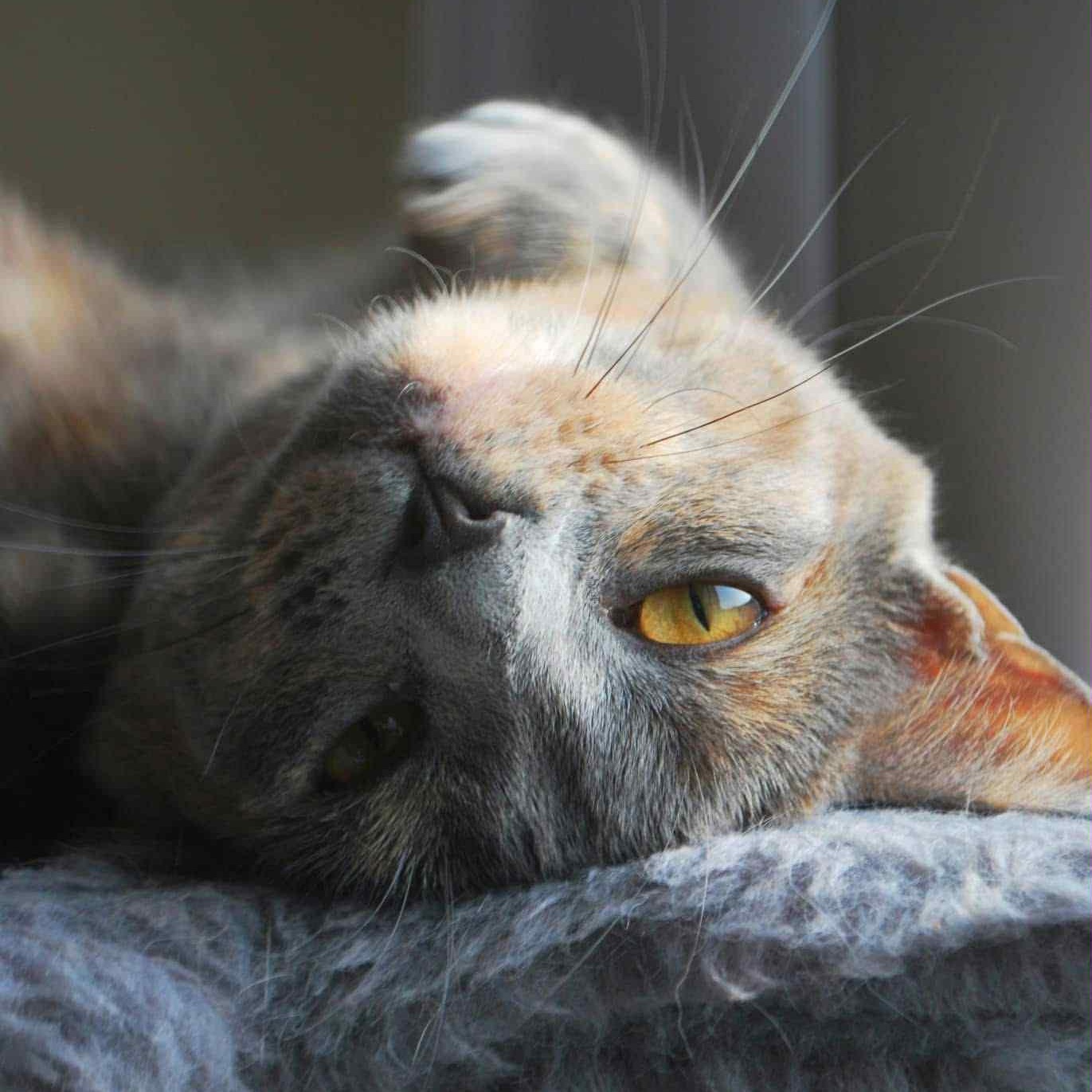 Enlarge Buttercup, a Adoptable Domestic Short Hair in Sedalia, MO image 5/5