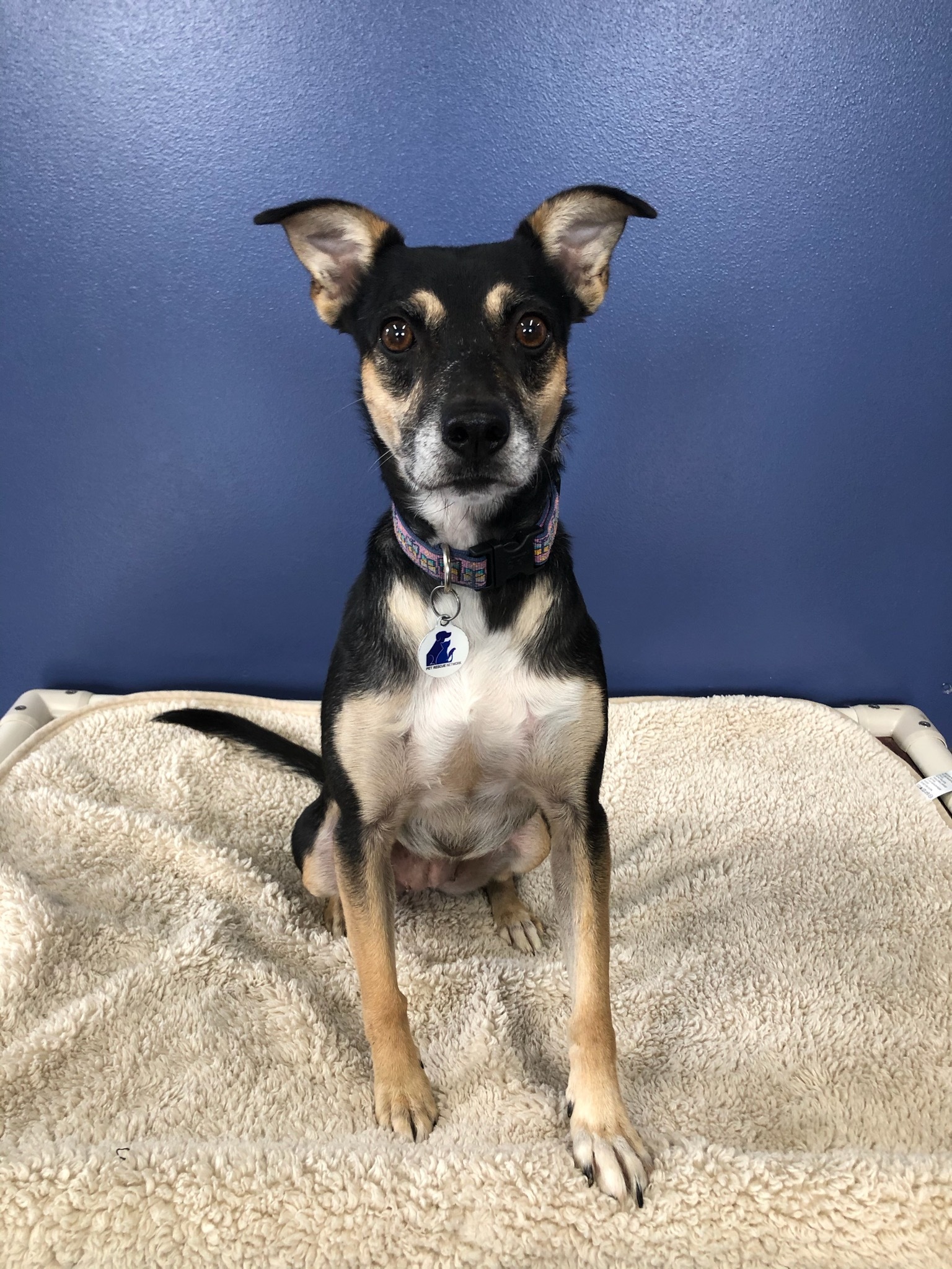 Ellie, a Adoptable mixed breed in High Ridge, MO image 1/8