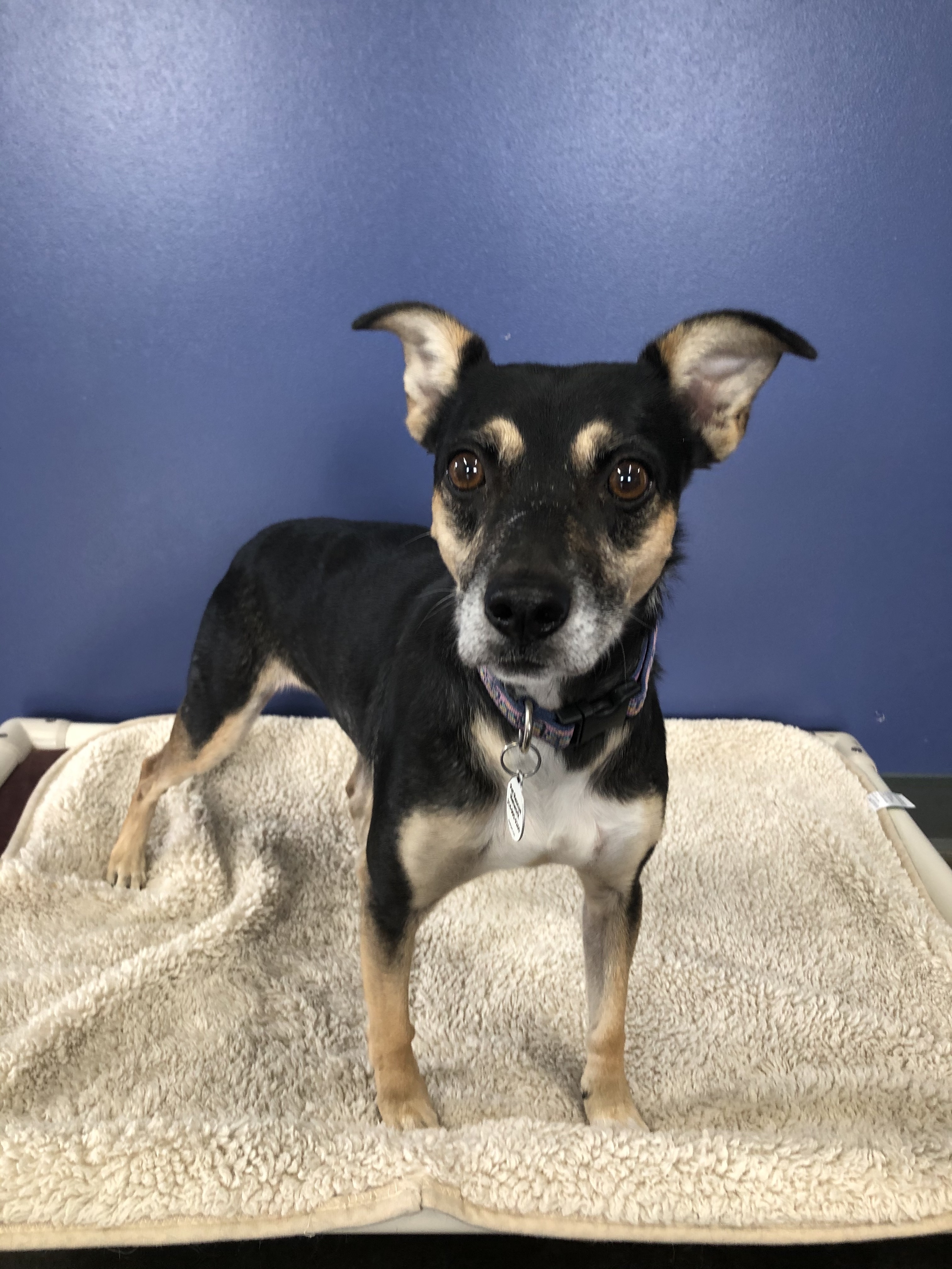 Ellie, a Adoptable mixed breed in High Ridge, MO image 2/8