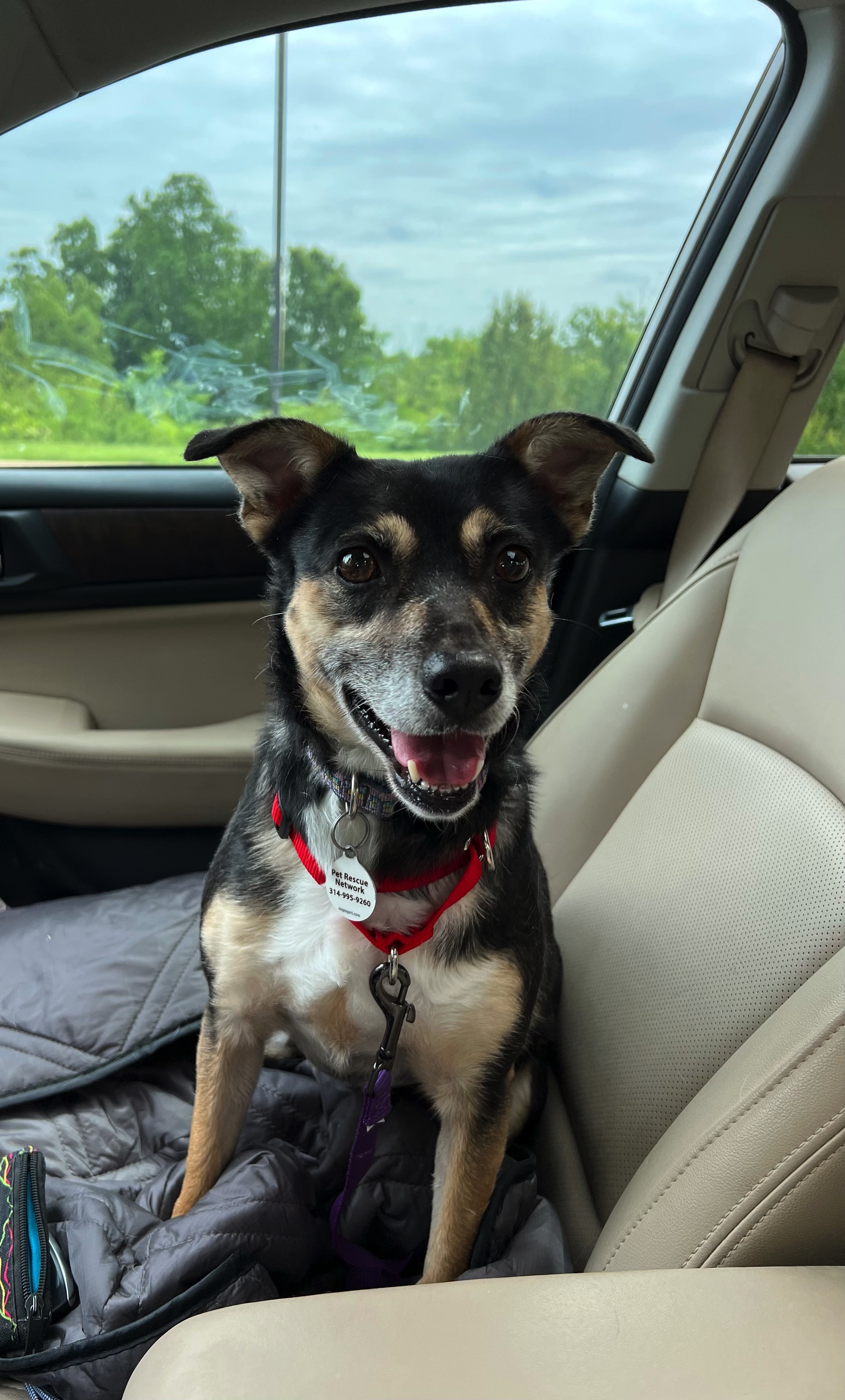 Ellie, a Adoptable mixed breed in High Ridge, MO image 3/8