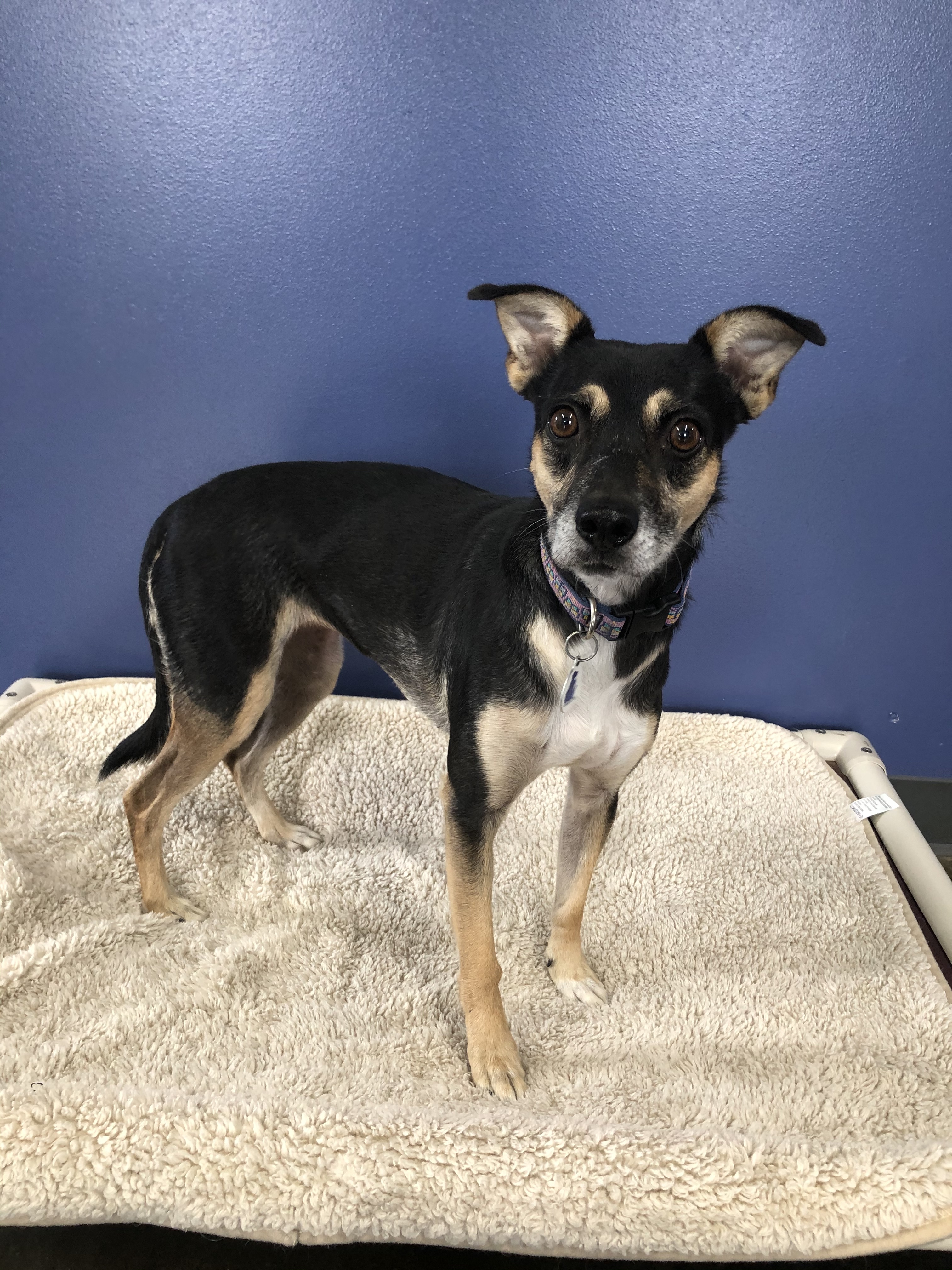 Ellie, a Adoptable mixed breed in High Ridge, MO image 4/8