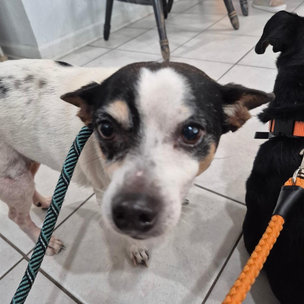 Rango, Adoptable, Senior Male Jack Russell Terrier.