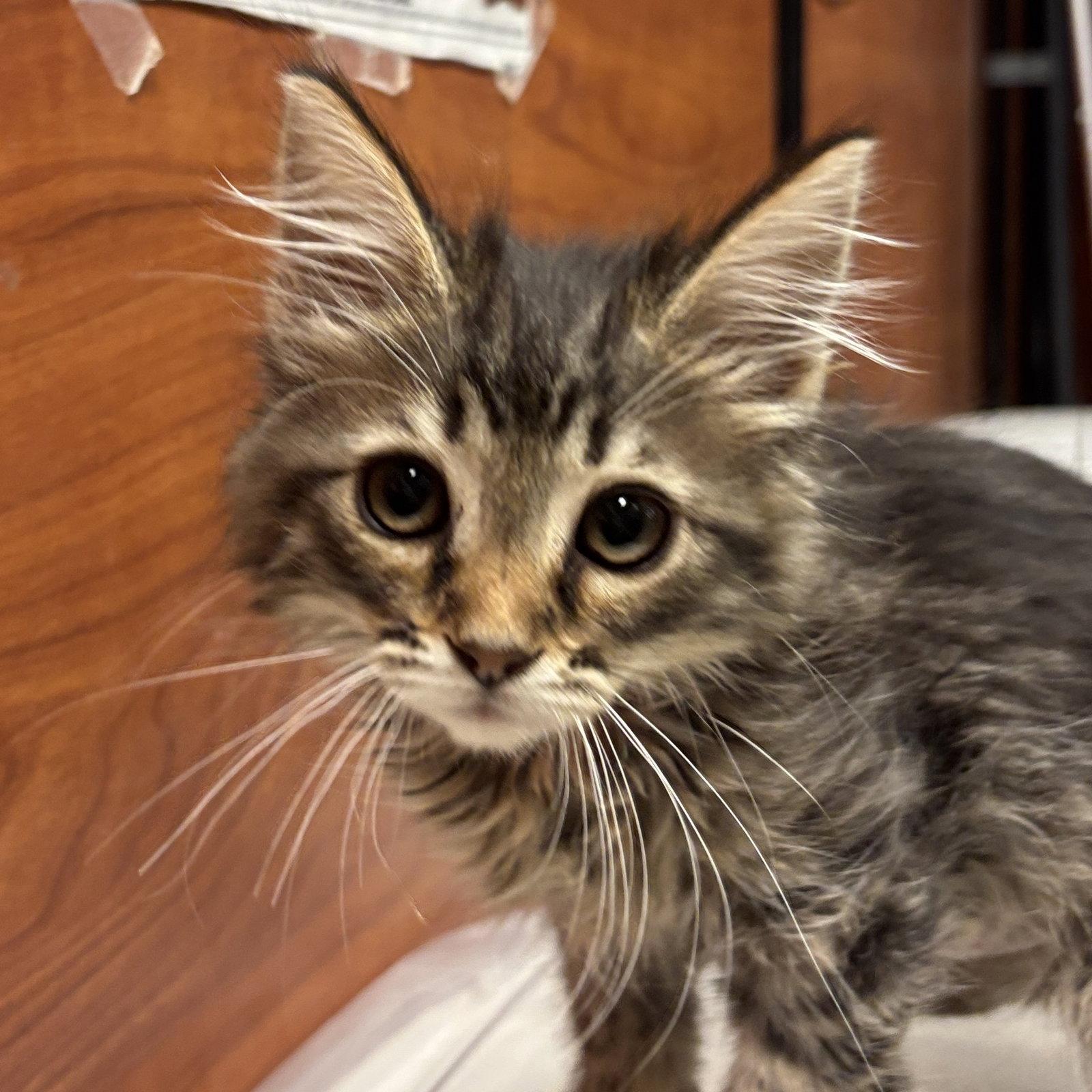 Butter, Adopted, Kitten Female Domestic Medium Hair.