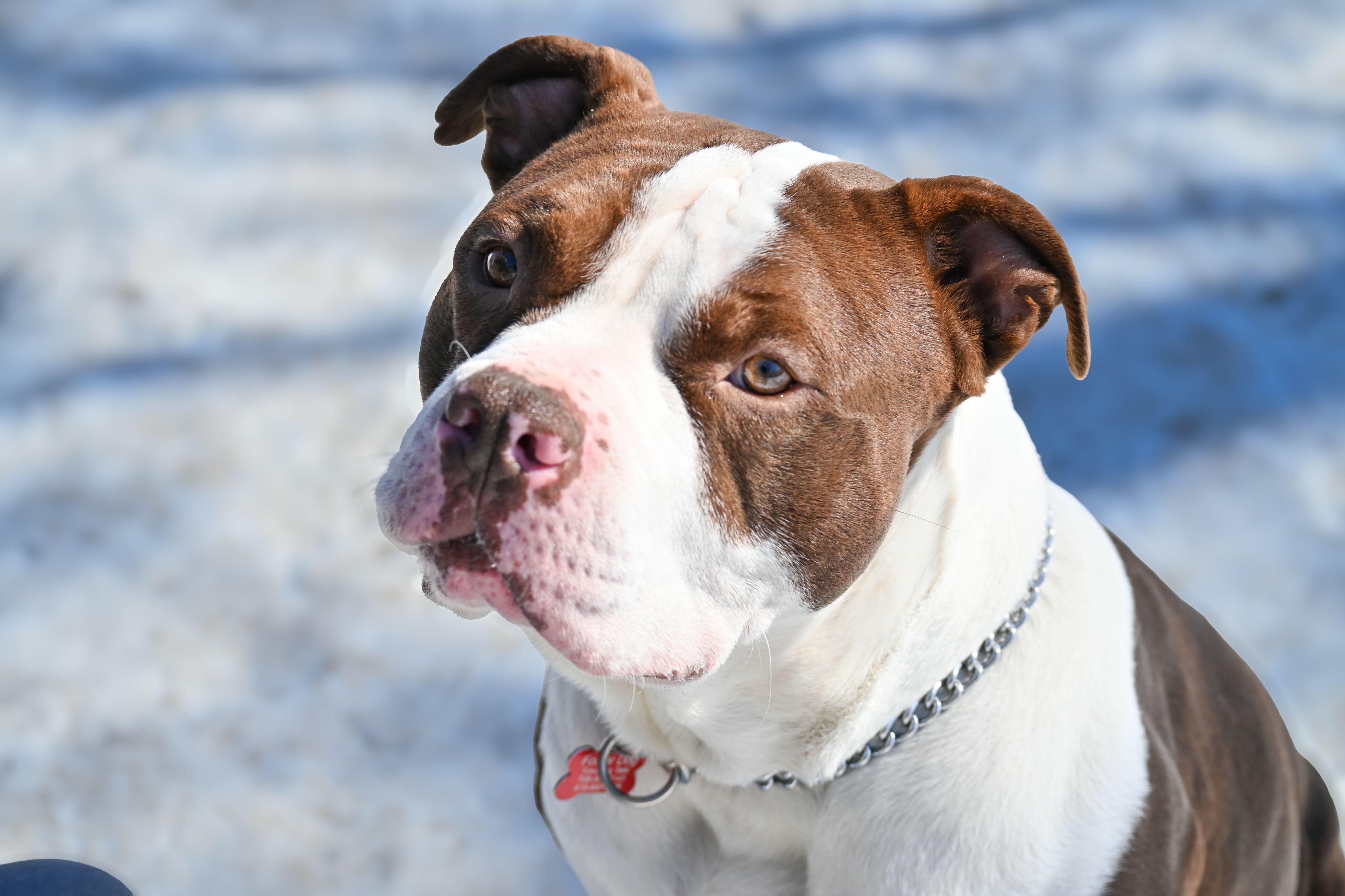 Gentry, Young Male Terrier